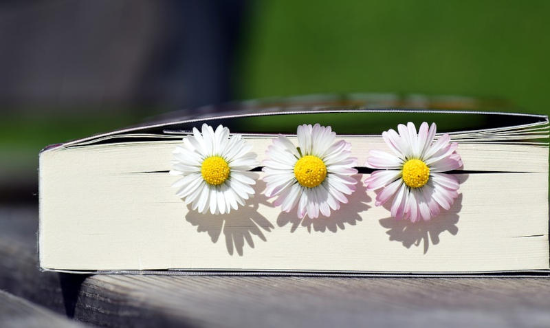 Ein geschlossenes Buch, aus der Seite schauen drei Gänseblümchen heraus.